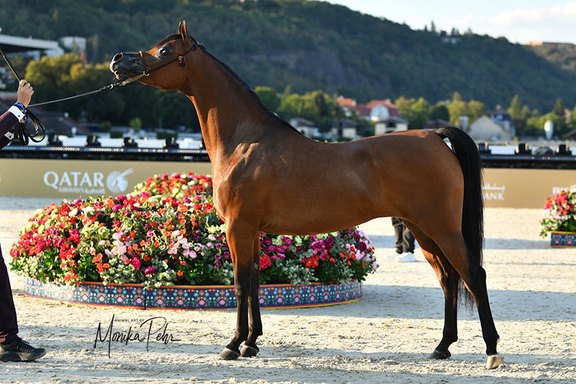 GCAT Prague 2025 - Senior Mares