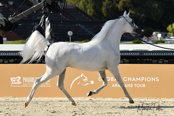 GCAT Prague 2025 - Yearlings and Fillies