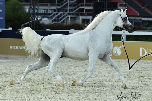 GCAT Prague 2025 - Senior Stallions