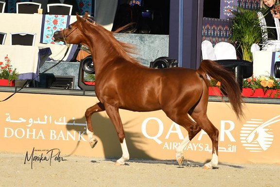 GCAT Prague 2025 - Yearlings and Colts