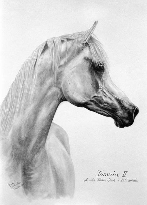 Tamria II (243 Halim Shah)