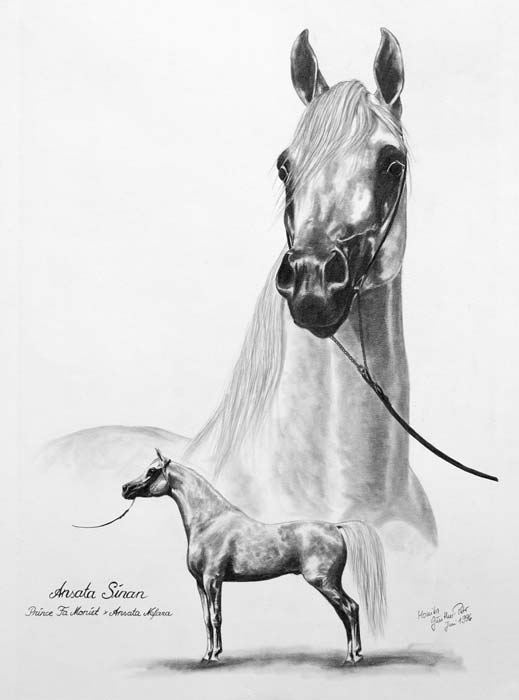 Ansata Sinan