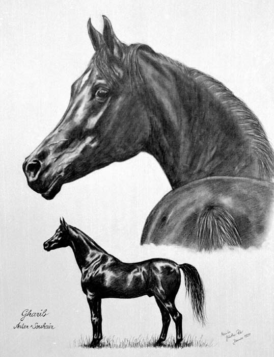 Gharib