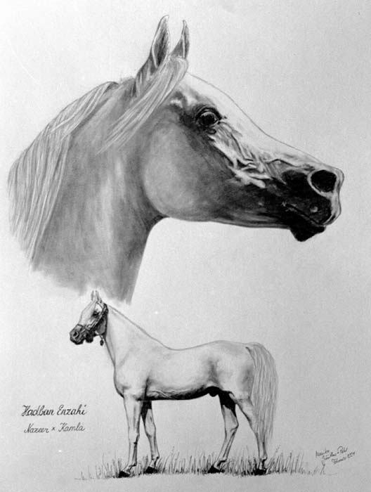Hadban Enzahi